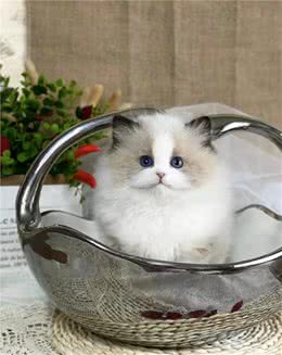 布偶猫好养吗？养布偶猫有哪些注意事项？