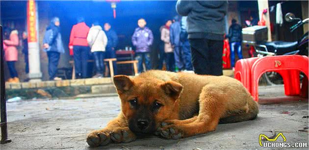 狗狗也存在同期复孕吗？没错，但想要有多个父亲并不容易