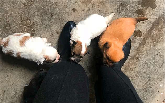 狗狗也存在同期复孕吗？没错，但想要有多个父亲并不容易