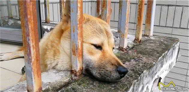 狗狗也存在同期复孕吗？没错，但想要有多个父亲并不容易