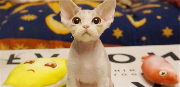 这几种猫养的人极少？能养的都很厉害