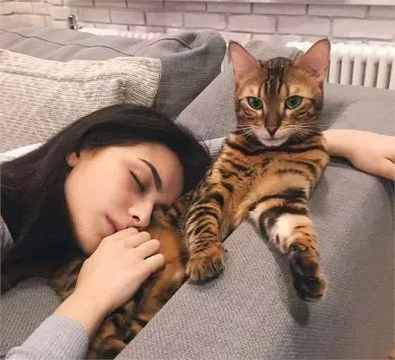 这几种猫养的人极少？能养的都很厉害