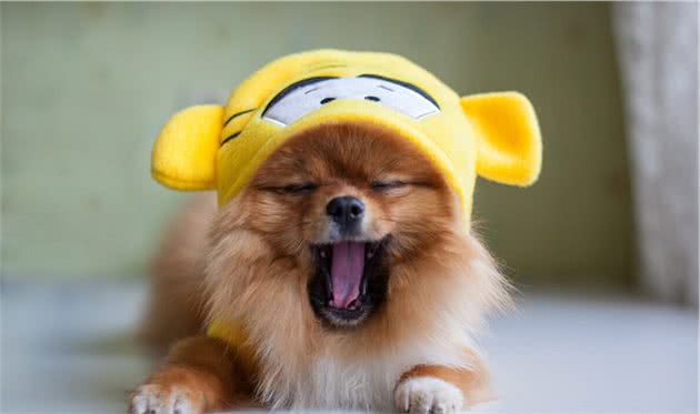不适合博美犬吃的7种水果，主人要了解