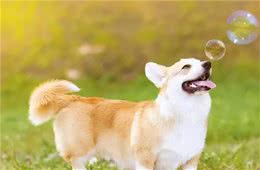 饲养狗狗的5大注意事项，敲黑板了