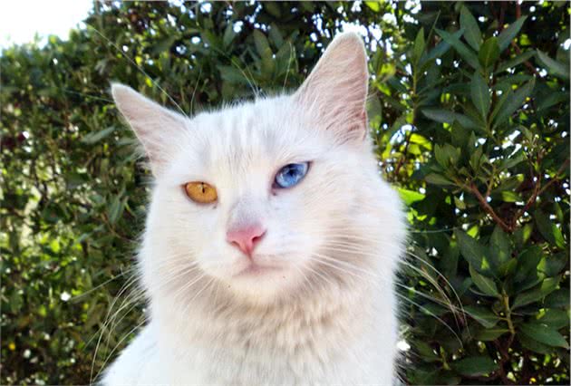 最新研究表明：猫的行为方式会遗传