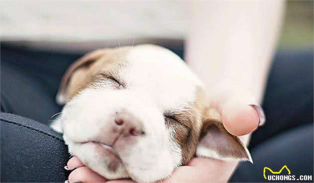 何种狗狗需要剖腹产？这6种狗狗的出生充满了危险，请好好待它们