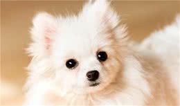 养博美犬，这5件事千万不要对它做，严重可害死它
