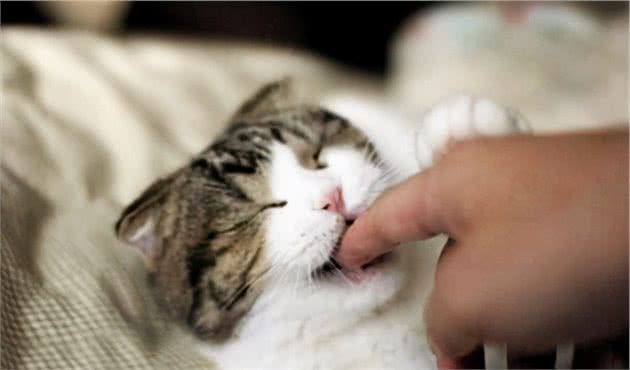 狸花猫为什么喜欢咬你的手？其实是想告诉你这些话