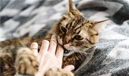 狸花猫为什么喜欢咬你的手？其实是想告诉你这些话