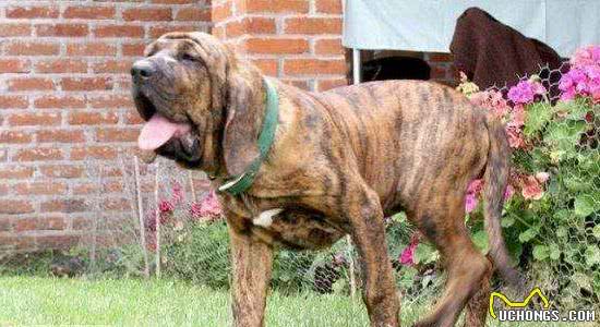 盘点世界十大最凶猛斗犬（上）