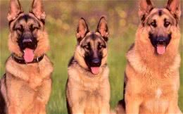 盘点世界十大最凶猛斗犬（上）