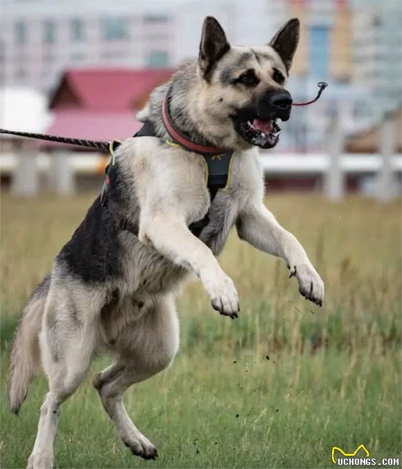 俄罗斯名犬，东欧牧羊犬②