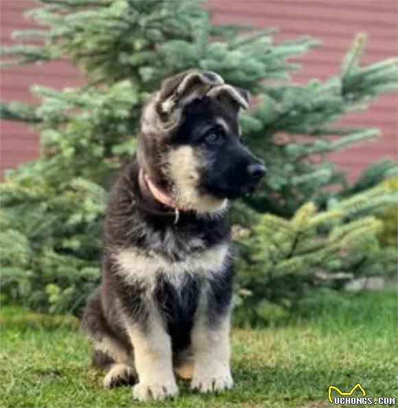俄罗斯名犬，东欧牧羊犬②