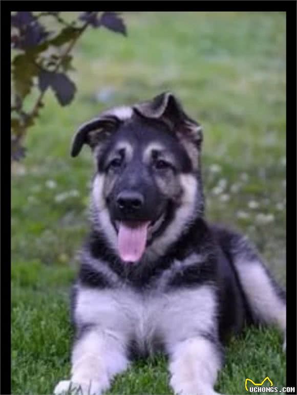 俄罗斯名犬，东欧牧羊犬②