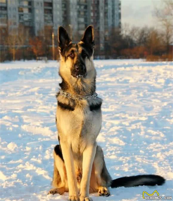 俄罗斯名犬，东欧牧羊犬②