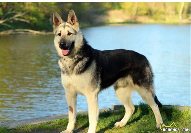 俄罗斯名犬，东欧牧羊犬②