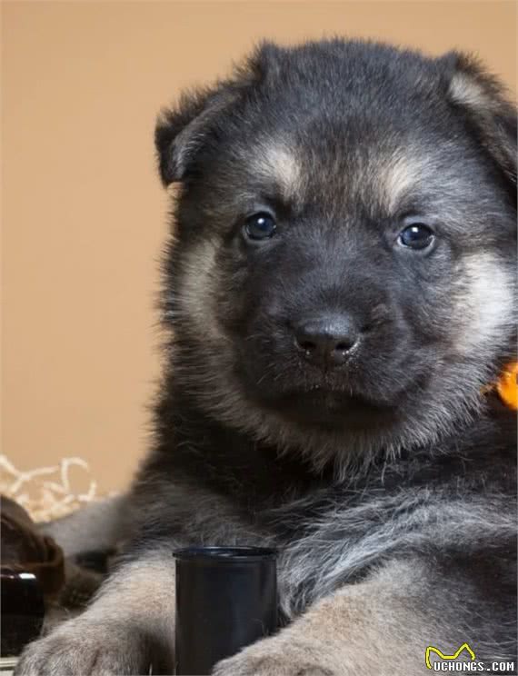 俄罗斯名犬，东欧牧羊犬②