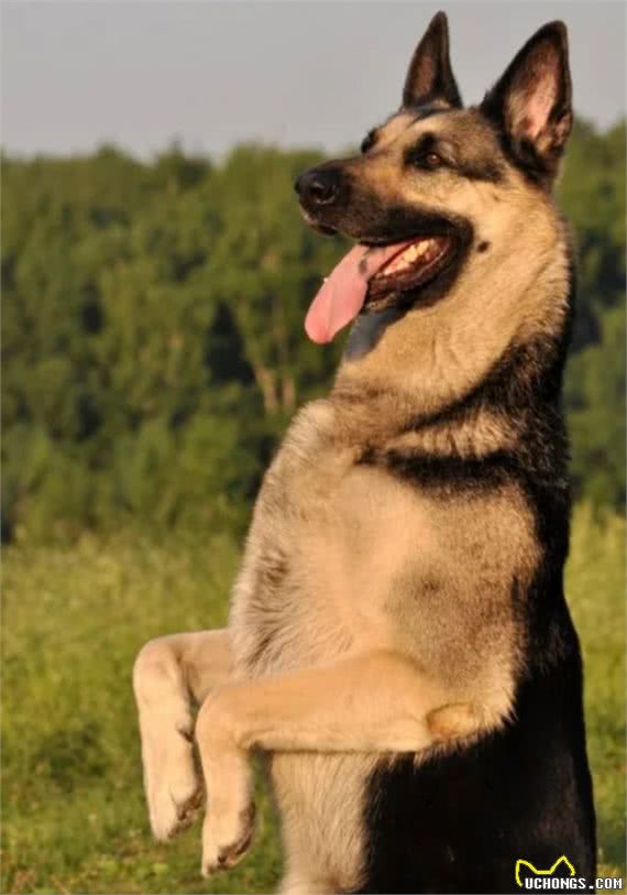 俄罗斯名犬，东欧牧羊犬②