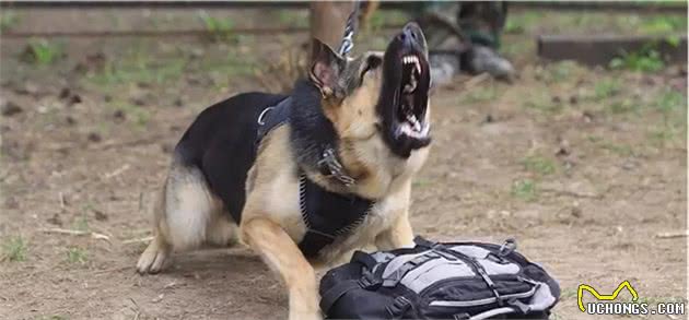 俄罗斯名犬，东欧牧羊犬②