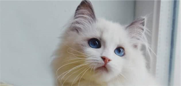 猫咪很神奇，美到极致很贵，丑到极致更贵