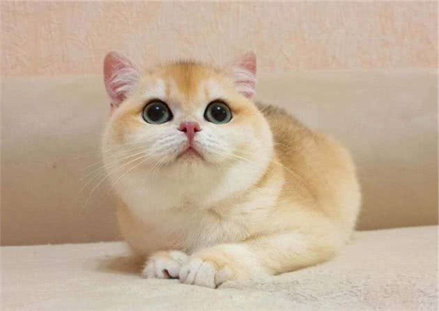 猫咪很神奇，美到极致很贵，丑到极致更贵