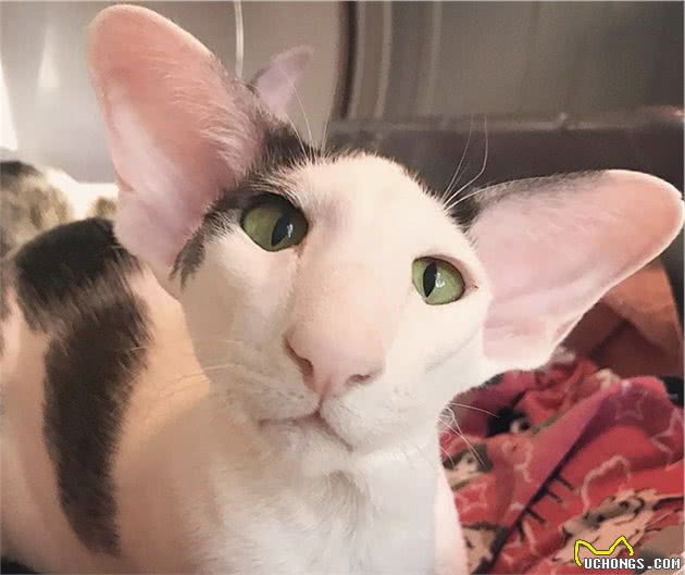 猫咪很神奇，美到极致很贵，丑到极致更贵