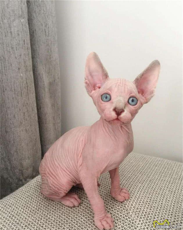 猫咪很神奇，美到极致很贵，丑到极致更贵