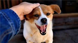 狗狗是怎么认出主人的？教你3个小方法，让狗狗快速认主