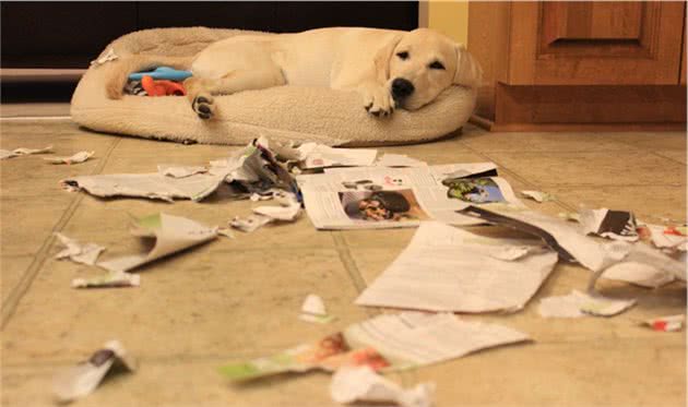 拉布拉多犬的训练方法：掌握这6点，养出一只乖狗狗