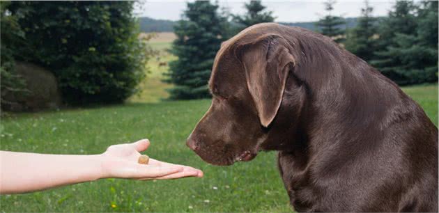 拉布拉多犬的训练方法：掌握这6点，养出一只乖狗狗
