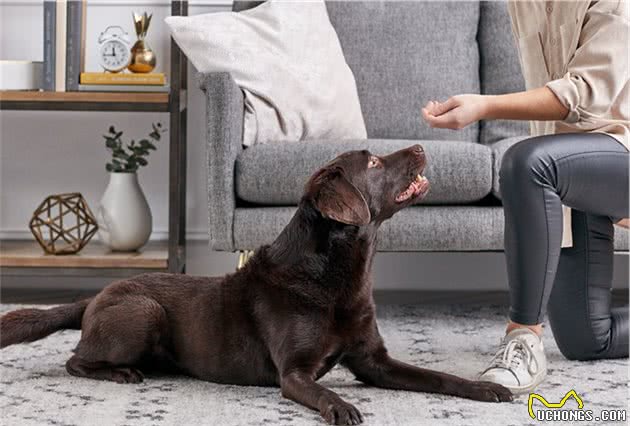 拉布拉多犬的训练方法：掌握这6点，养出一只乖狗狗