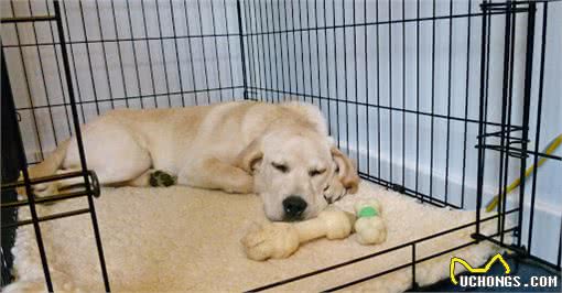 拉布拉多犬的训练方法：掌握这6点，养出一只乖狗狗