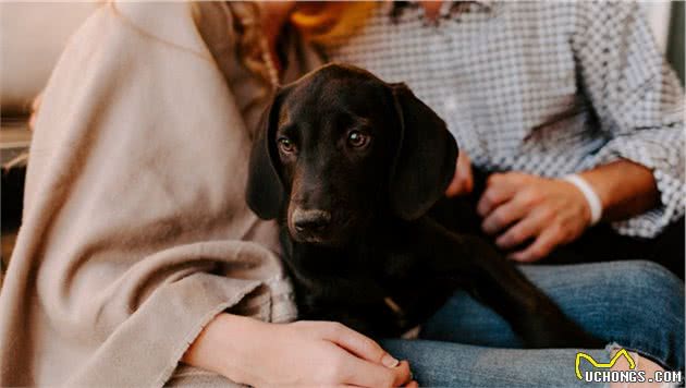 拉布拉多犬的训练方法：掌握这6点，养出一只乖狗狗