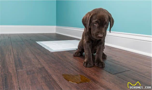 拉布拉多犬的训练方法：掌握这6点，养出一只乖狗狗