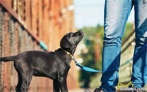 拉布拉多犬的训练方法：掌握这6点，养出一只乖狗狗
