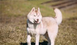 你适合养什么样的宠物犬？铲屎官们你们自己知道吗？