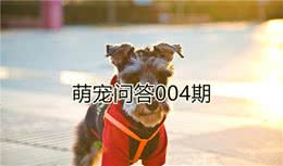 铲屎官担心爱犬经期患病，学会正确照顾后，不再担心狗狗发情期！