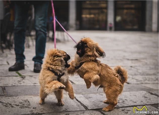 狗狗相互玩耍只是为娱乐吗？其实玩耍有更多含义，它们玩得很严肃