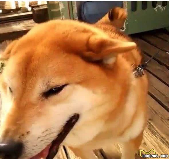 狗狗相互玩耍只是为娱乐吗？其实玩耍有更多含义，它们玩得很严肃