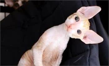 柯尼斯卷毛猫