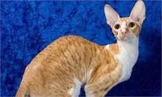 柯尼斯卷毛猫