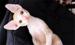柯尼斯卷毛猫