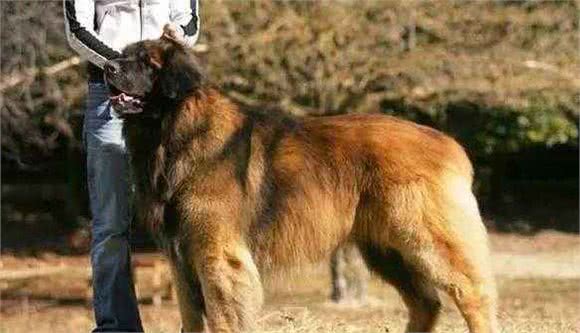 这8种珍稀的狗狗犬种，你看过吗？网友：涨见识了