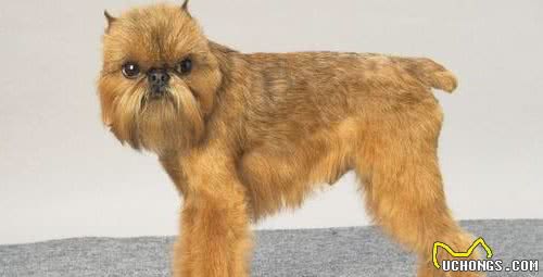 这8种珍稀的狗狗犬种，你看过吗？网友：涨见识了