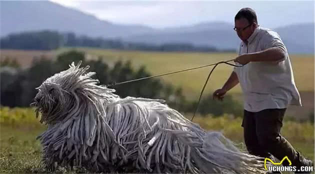 这8种珍稀的狗狗犬种，你看过吗？网友：涨见识了