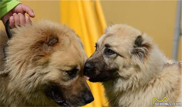 这8种珍稀的狗狗犬种，你看过吗？网友：涨见识了