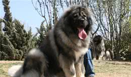 这8种珍稀的狗狗犬种，你看过吗？网友：涨见识了