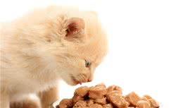猫以肉食为主，家养宠物猫很少需要自己捕食，猫吃什么食物最好