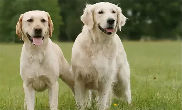 金毛犬和拉布拉多有这4个“相似之处”，怪不得那么多人分不清