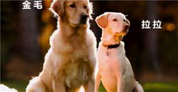 金毛犬和拉布拉多有这4个“相似之处”，怪不得那么多人分不清